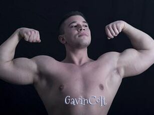 GavinColt