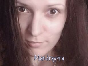 Mandragora