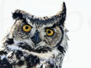 Owlface